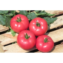 Pomidor-Kwintella--250-N